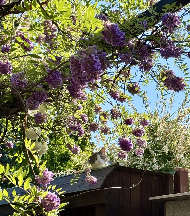 Blauregen im Garten – Feuerwerk im Frühling