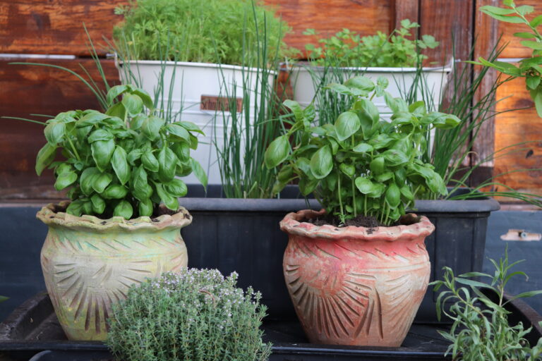 Potager – Mein Küchengarten
